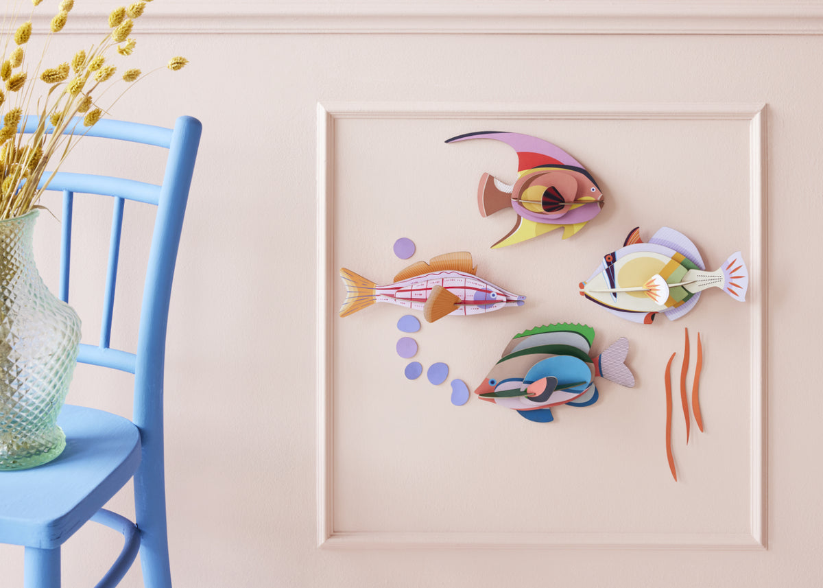 Fairy Wrasse
