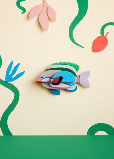 Fairy Wrasse